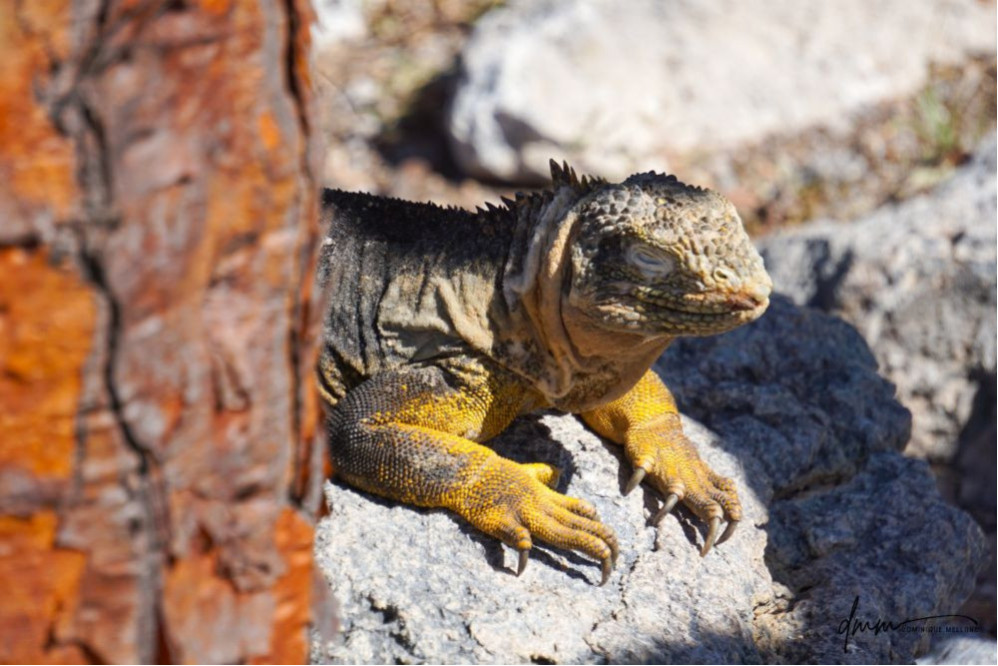 Galápagos Land Iguana- Sleeping 1