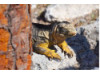 Galápagos Land Iguana- Sleeping 1