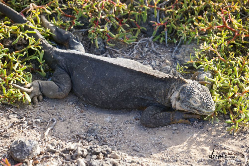 Galápagos Land Iguana- Sleeping 2
