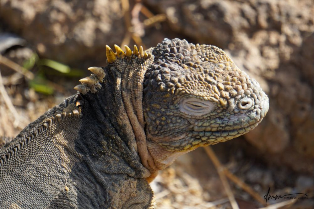 Galápagos Land Iguana- Sleeping 3