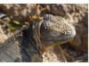 Galápagos Land Iguana- Sleeping 3
