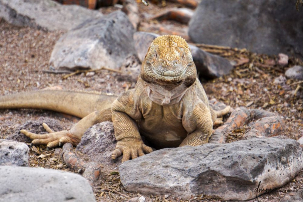 Galápagos Land Iguana- Smiling