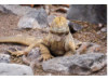 Galápagos Land Iguana- Smiling