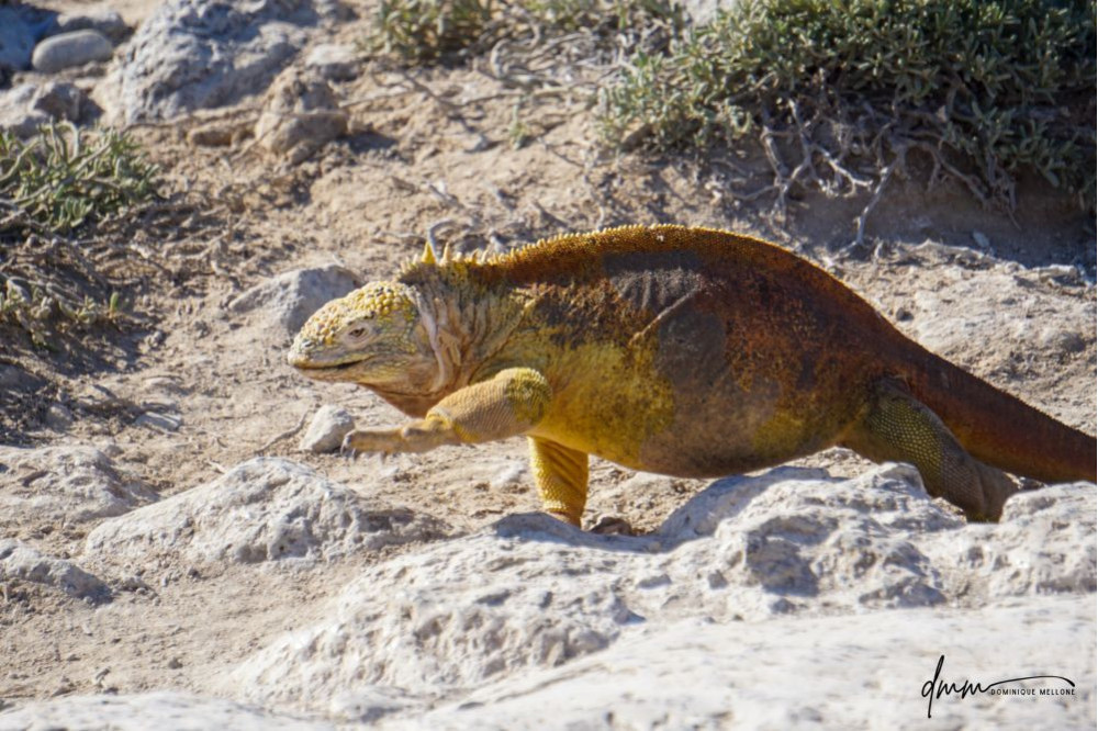 Galápagos Land Iguana- Walking