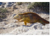 Galápagos Land Iguana- Walking