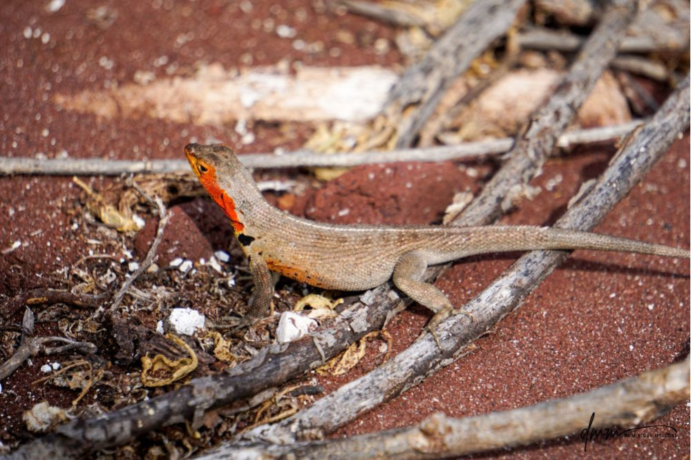 Galápagos Lava Lizard 1