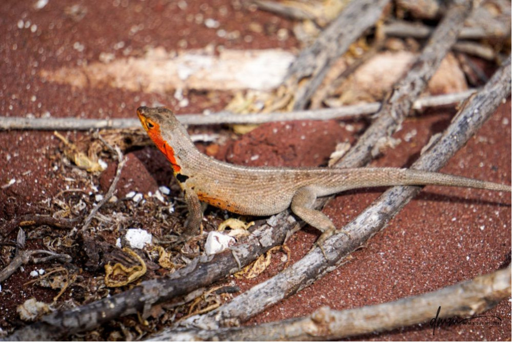 Galápagos Lava Lizard 1