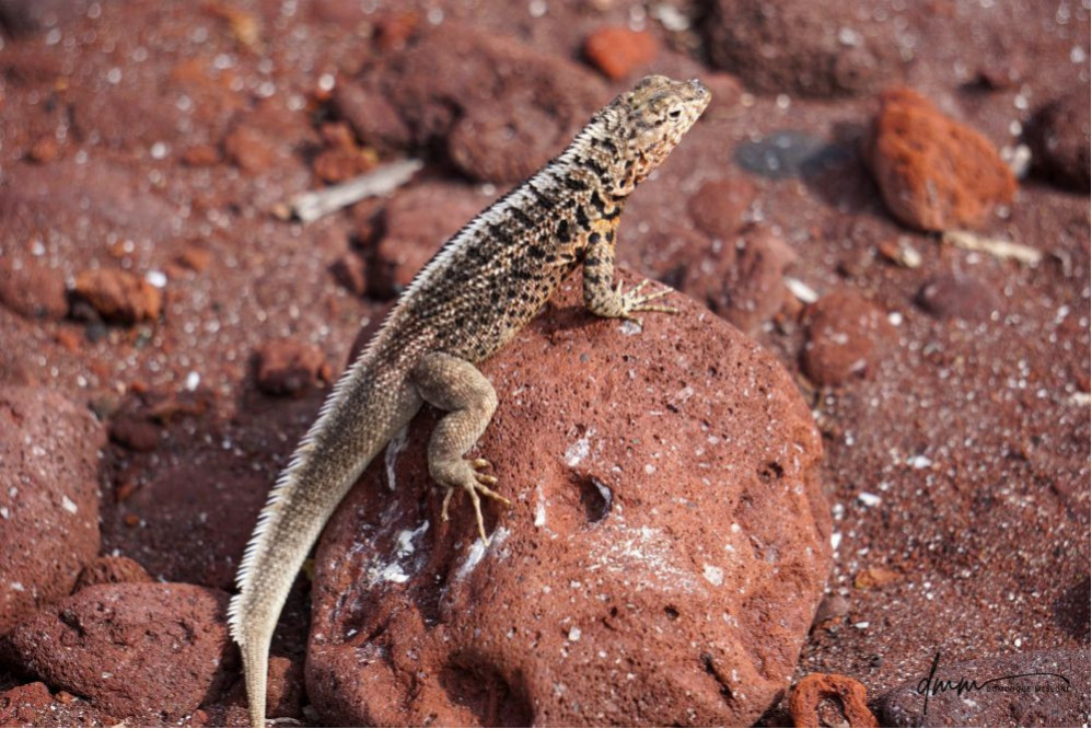 Galápagos Lava Lizard 2