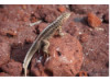 Galápagos Lava Lizard 2