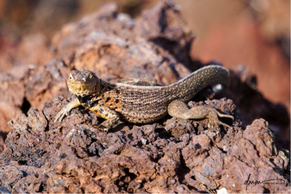 Galápagos Lava Lizard 3