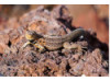 Galápagos Lava Lizard 3