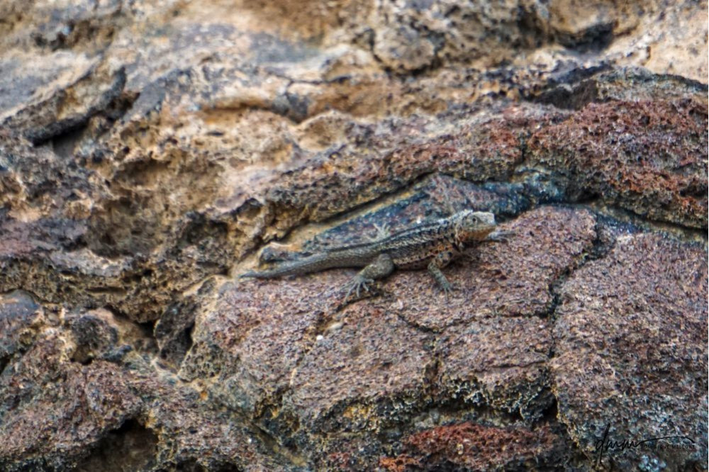Galápagos Lava Lizard 4