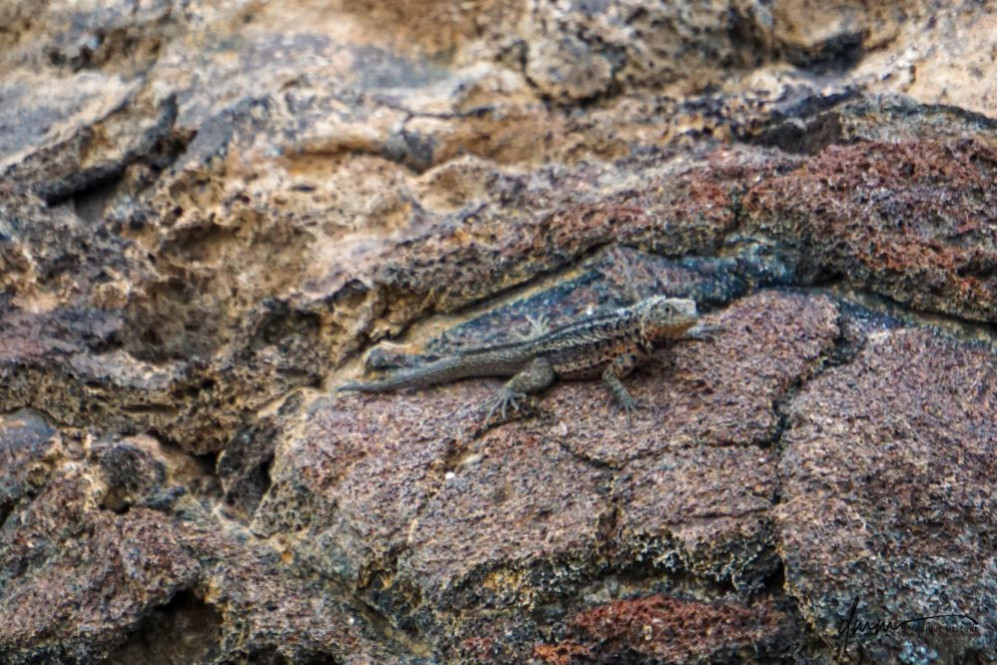 Galápagos Lava Lizard 4
