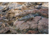 Galápagos Lava Lizard 4