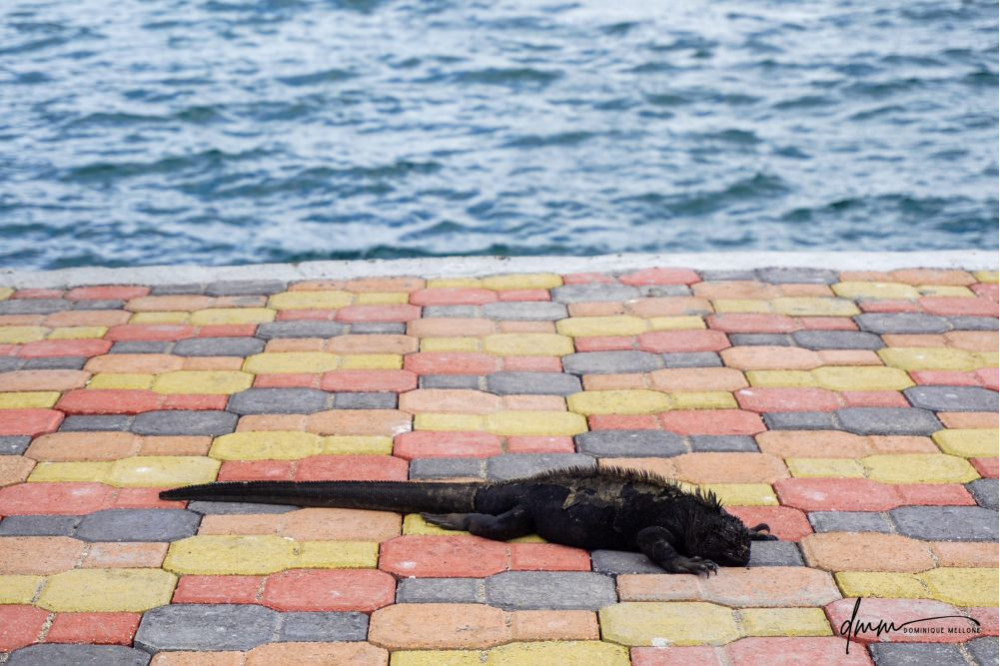 Galápagos Marine Iguana 1