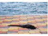 Galápagos Marine Iguana 1