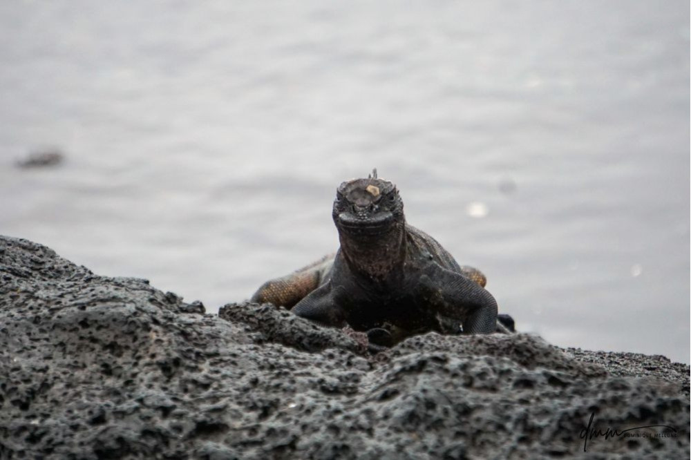 Galápagos Marine Iguana 2