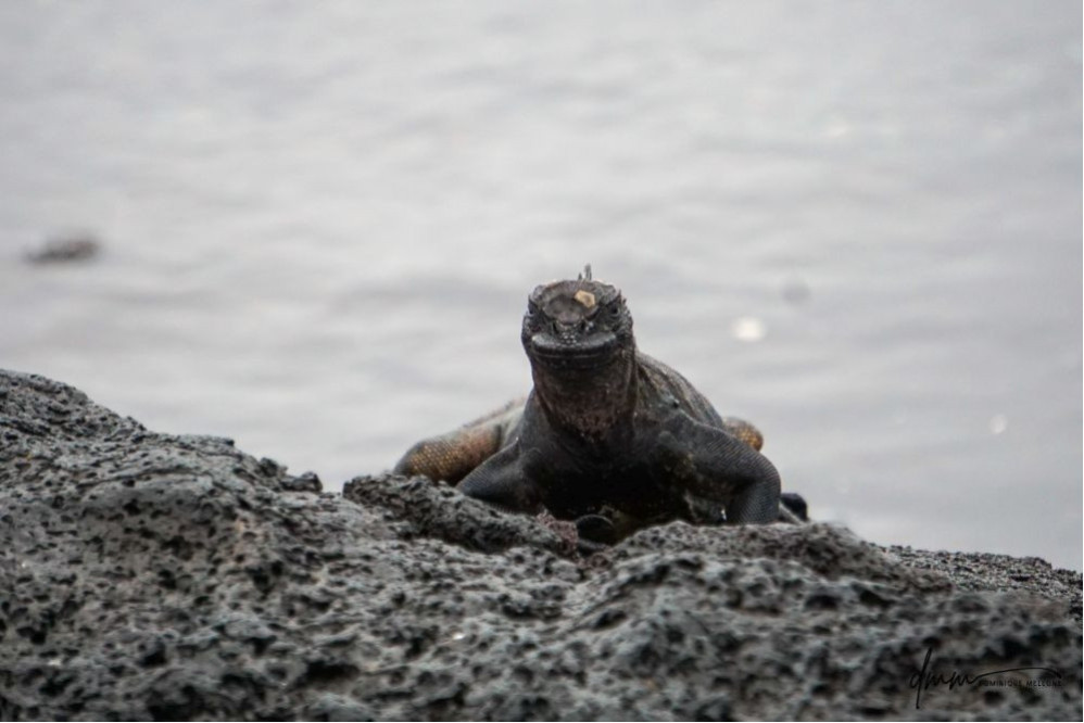 Galápagos Marine Iguana 2