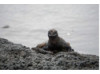 Galápagos Marine Iguana 2