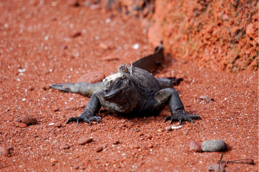 Galápagos Marine Iguana 3
