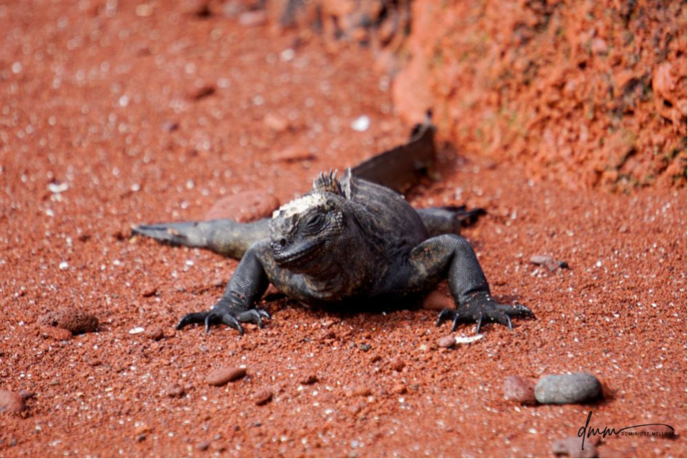 Galápagos Marine Iguana 3