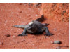 Galápagos Marine Iguana 3