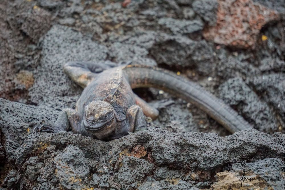 Galápagos Marine Iguana 4
