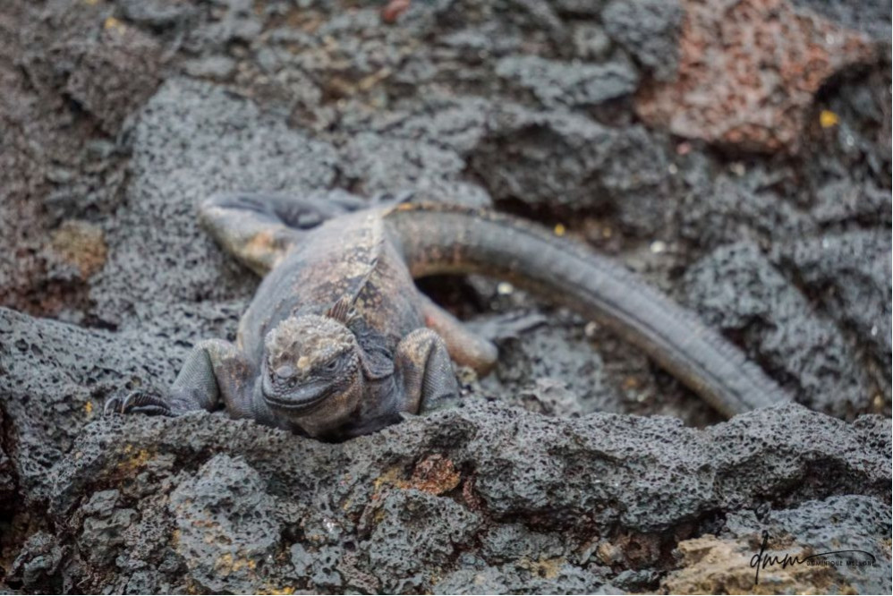 Galápagos Marine Iguana 4