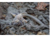 Galápagos Marine Iguana 4