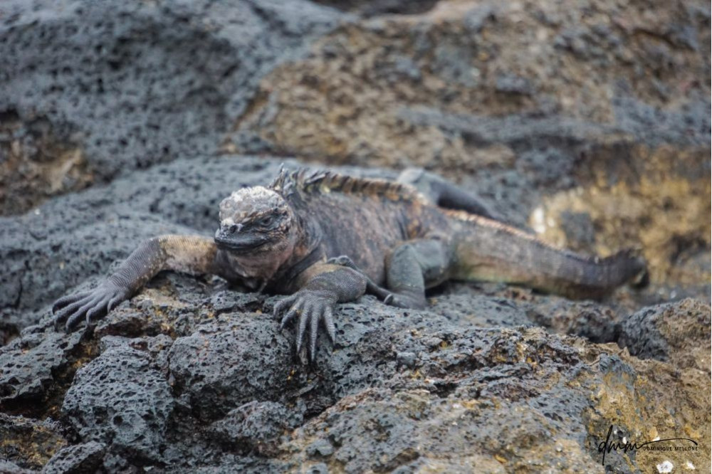 Galápagos Marine Iguana 5