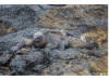 Galápagos Marine Iguana 5
