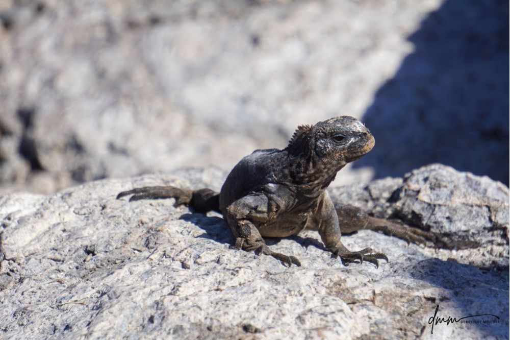 Galápagos Marine Iguana 6