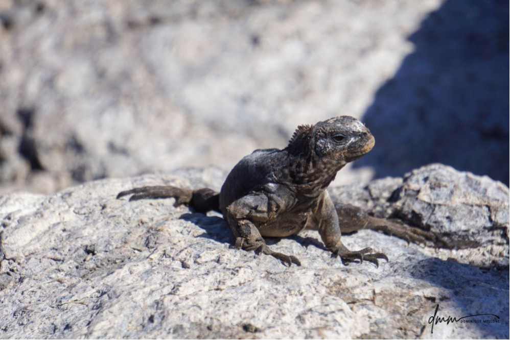 Galápagos Marine Iguana 6