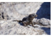 Galápagos Marine Iguana 6