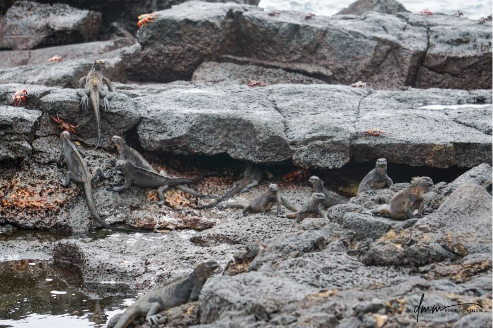 Galápagos Marine Iguana- Group