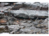 Galápagos Marine Iguana- Group