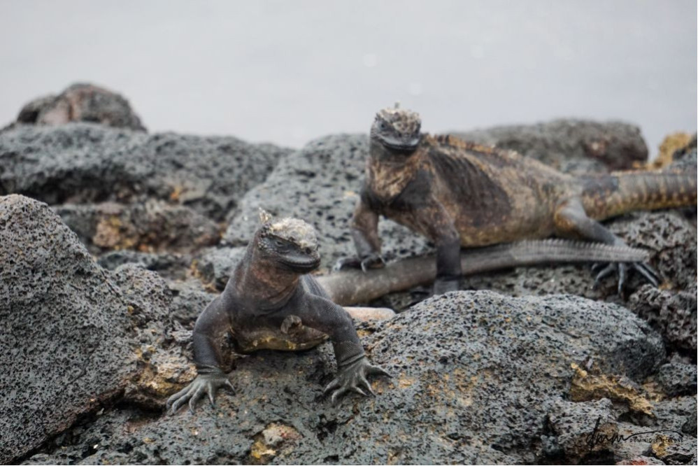 Galápagos Marine Iguana- Pair