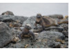 Galápagos Marine Iguana- Pair