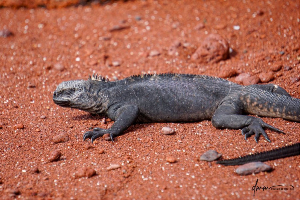 Galápagos Marine Iguana- Resting