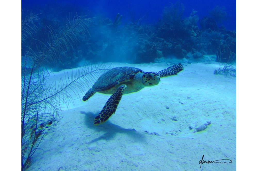 Green Sea Turtle 1