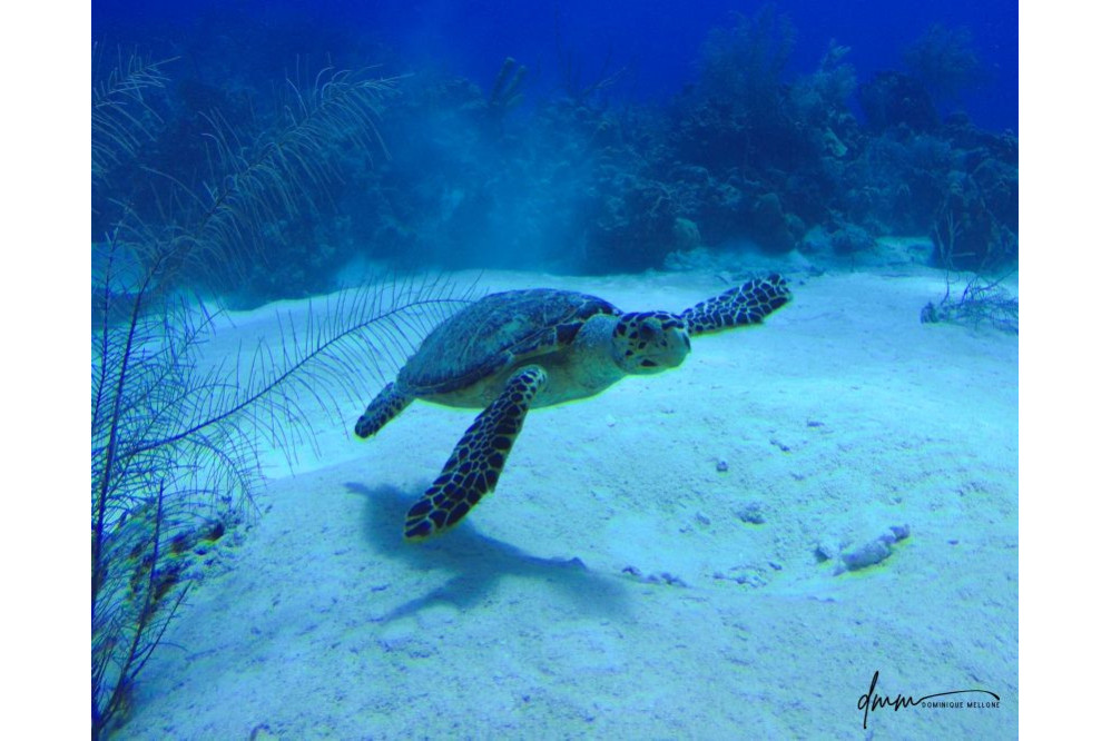 Green Sea Turtle 1