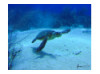 Green Sea Turtle 1