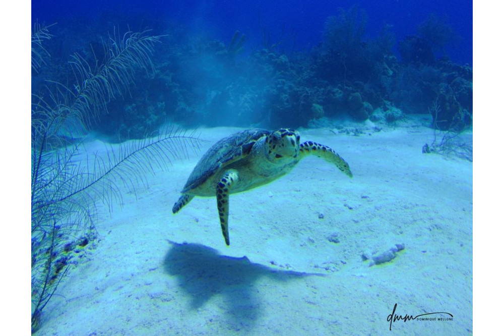 Green Sea Turtle 2
