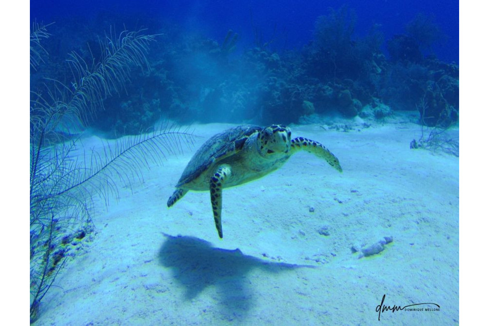 Green Sea Turtle 2