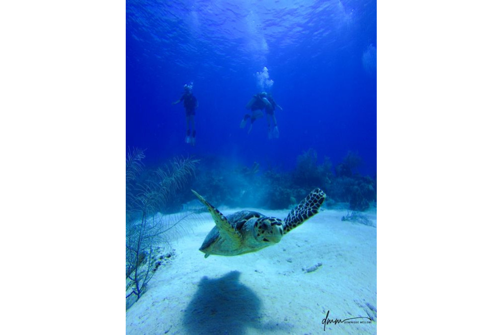 Green Sea Turtle 3