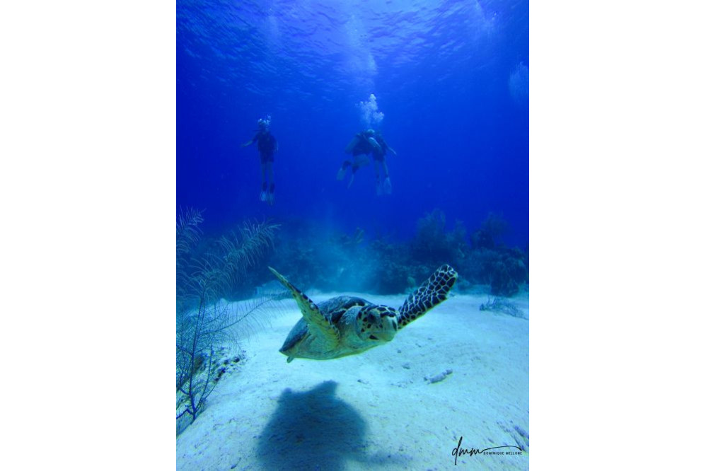 Green Sea Turtle 3