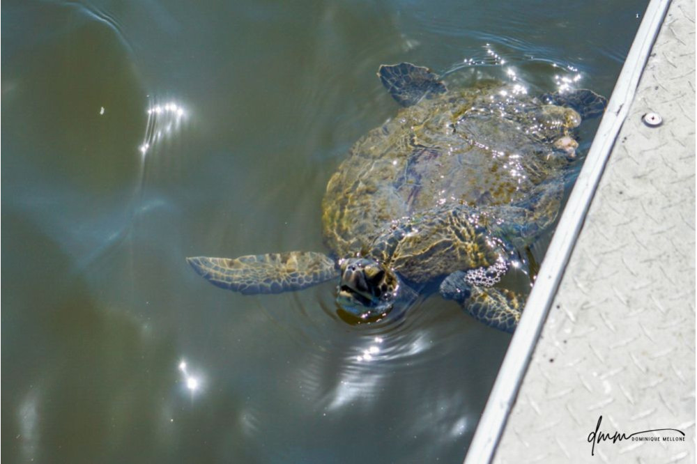 Green Sea Turtle 4