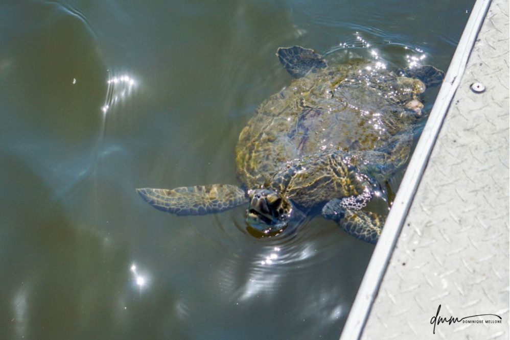 Green Sea Turtle 4
