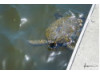 Green Sea Turtle 4