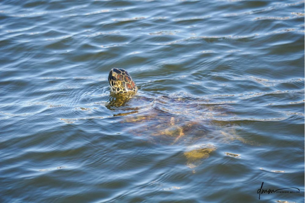 Green Sea Turtle 5